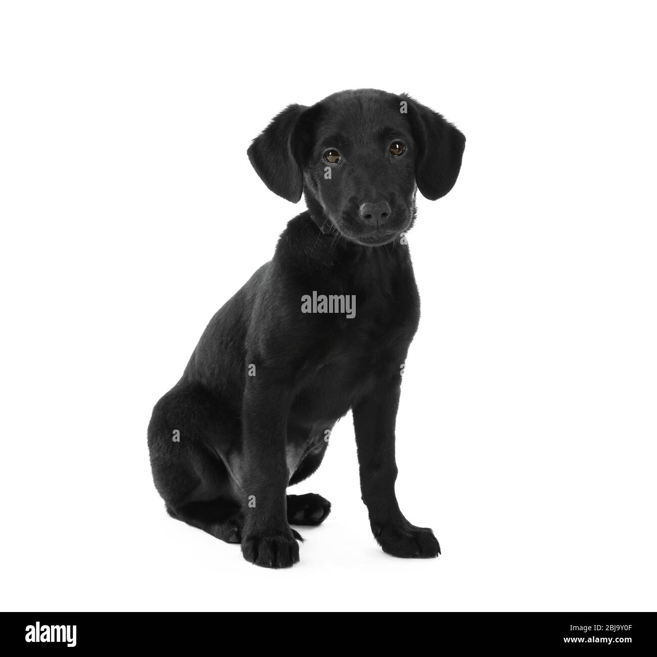 Cute Labrador puppy, isolated on white Stock Photo - Alamy
