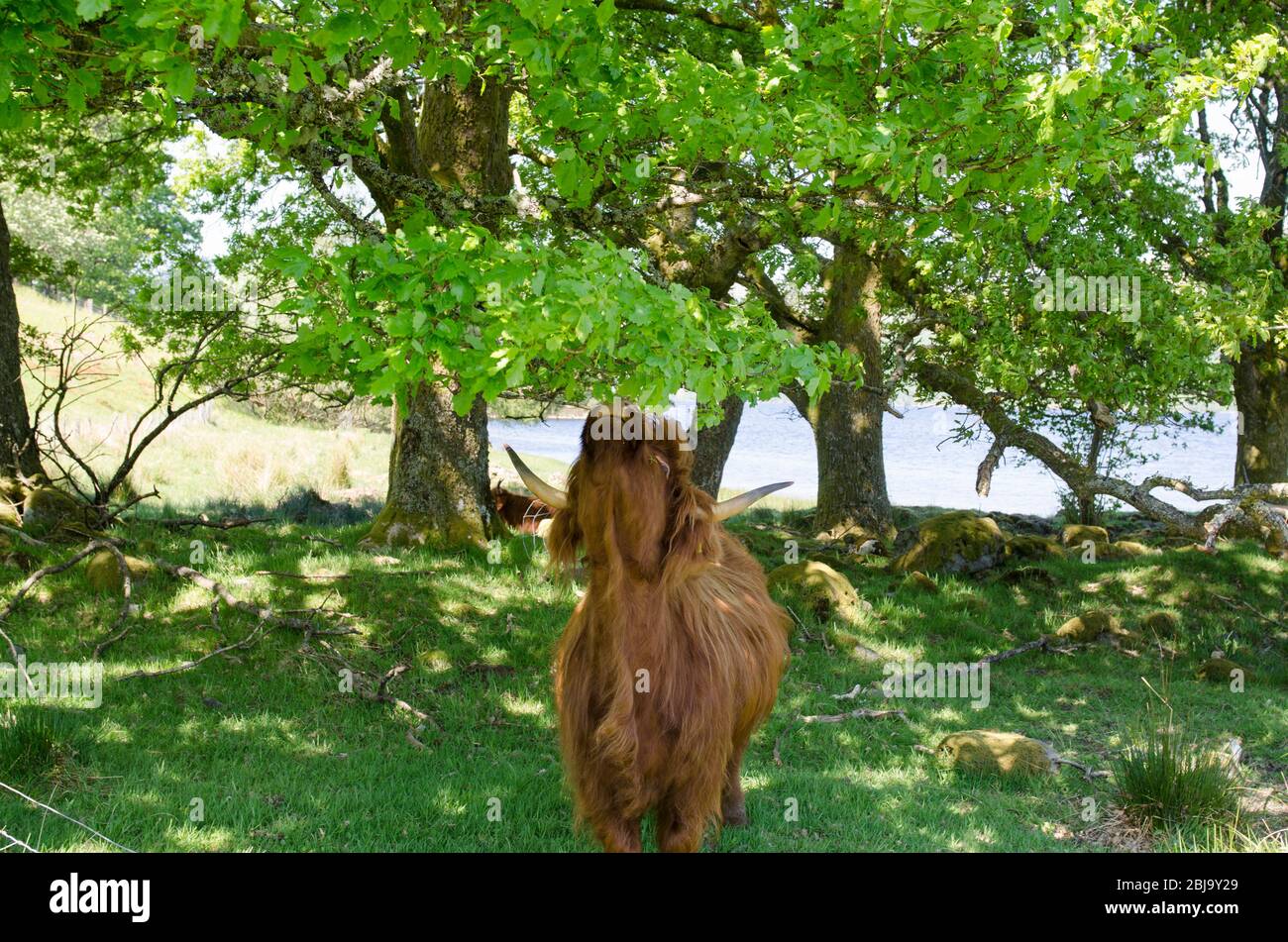 The Scottish Highland cattle breed, eating oak leaves Stock Photo Alamy