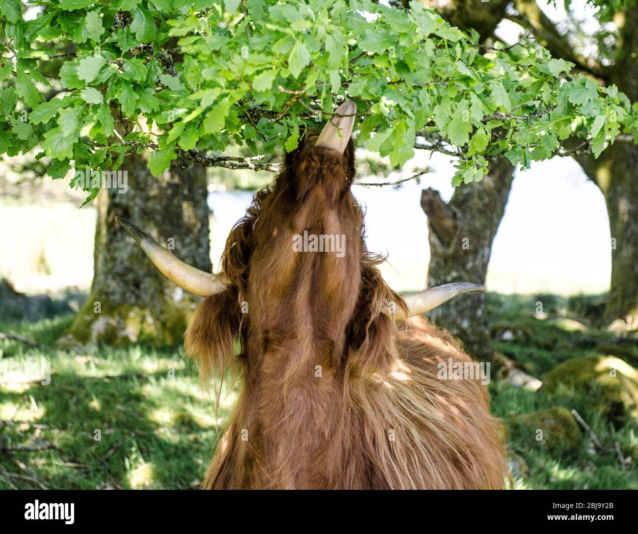 The Scottish Highland cattle breed, eating oak leaves Stock Photo Alamy