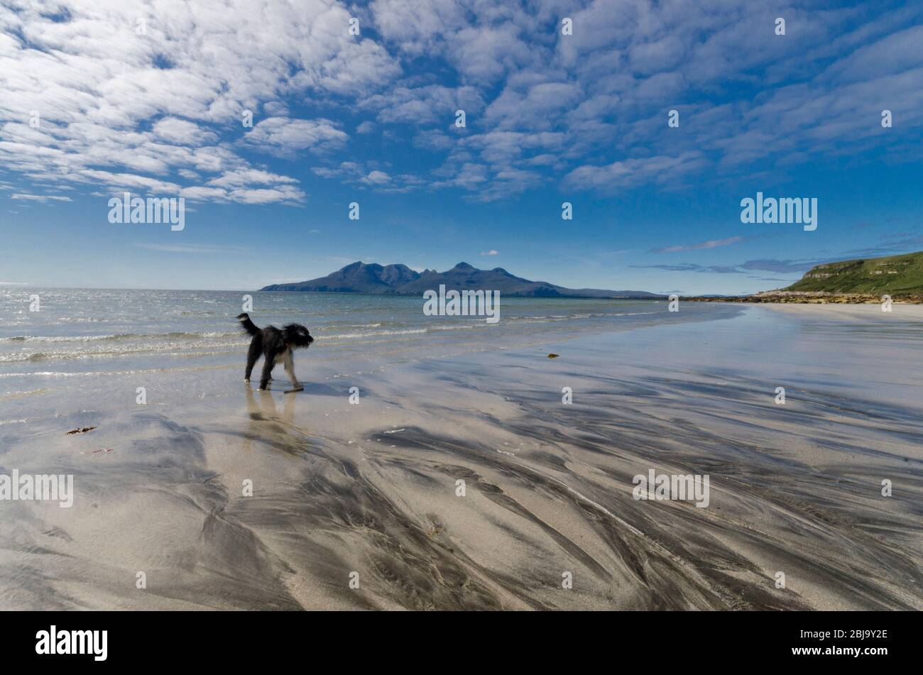 beach dog laig beach eigg Stock Photo