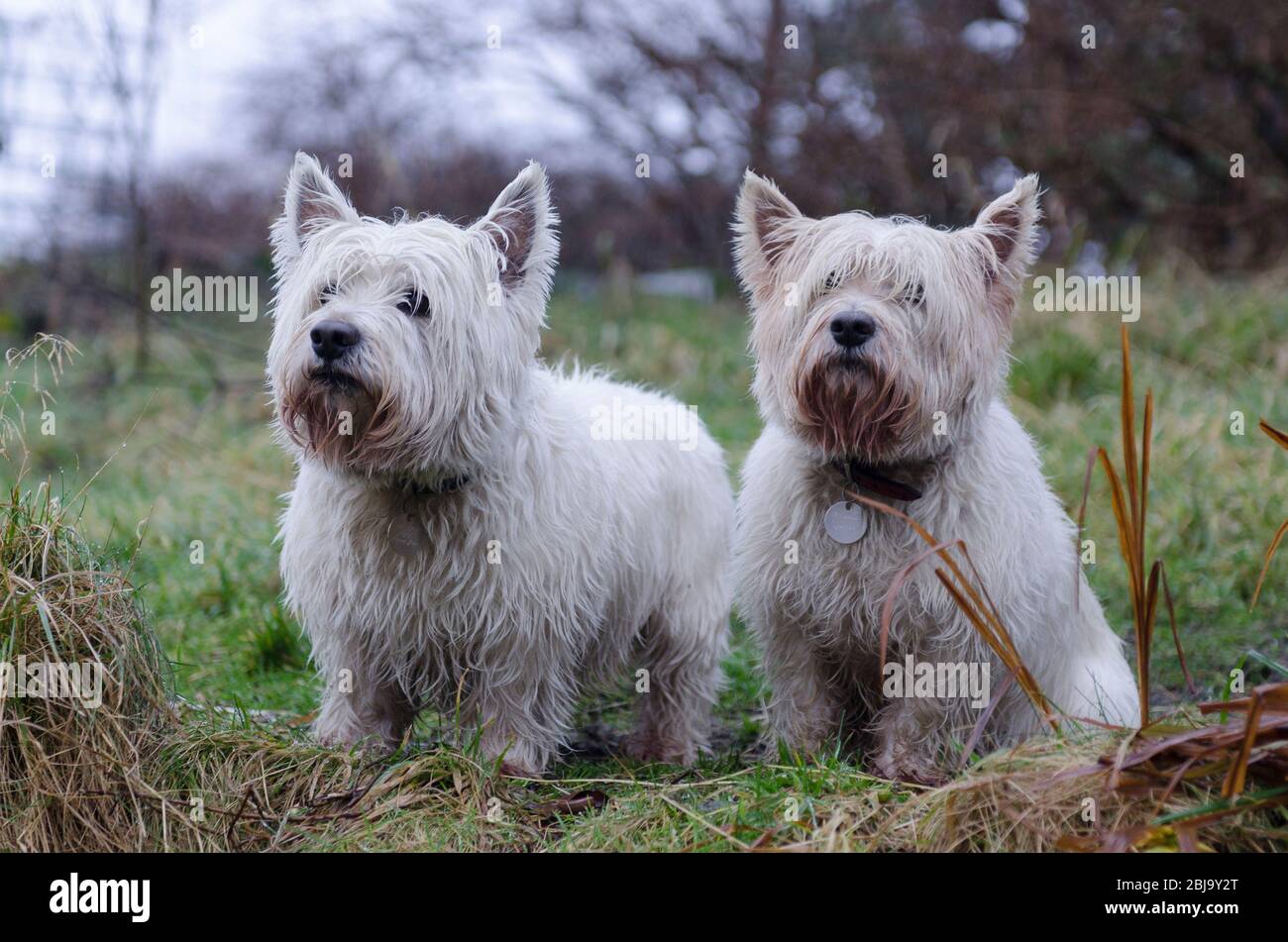 pair of west highland terriers Stock Photo