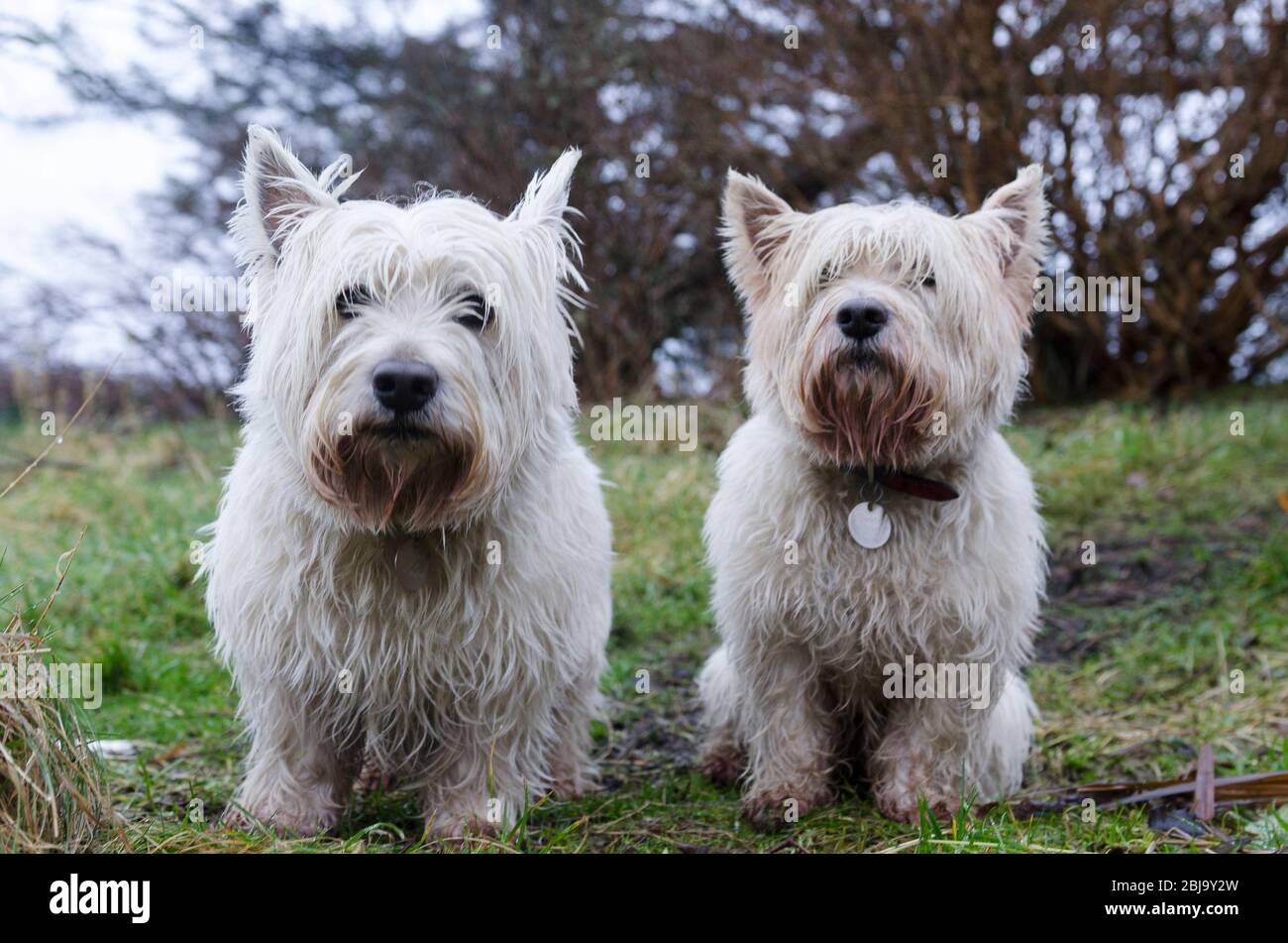 pair of west highland terriers Stock Photo