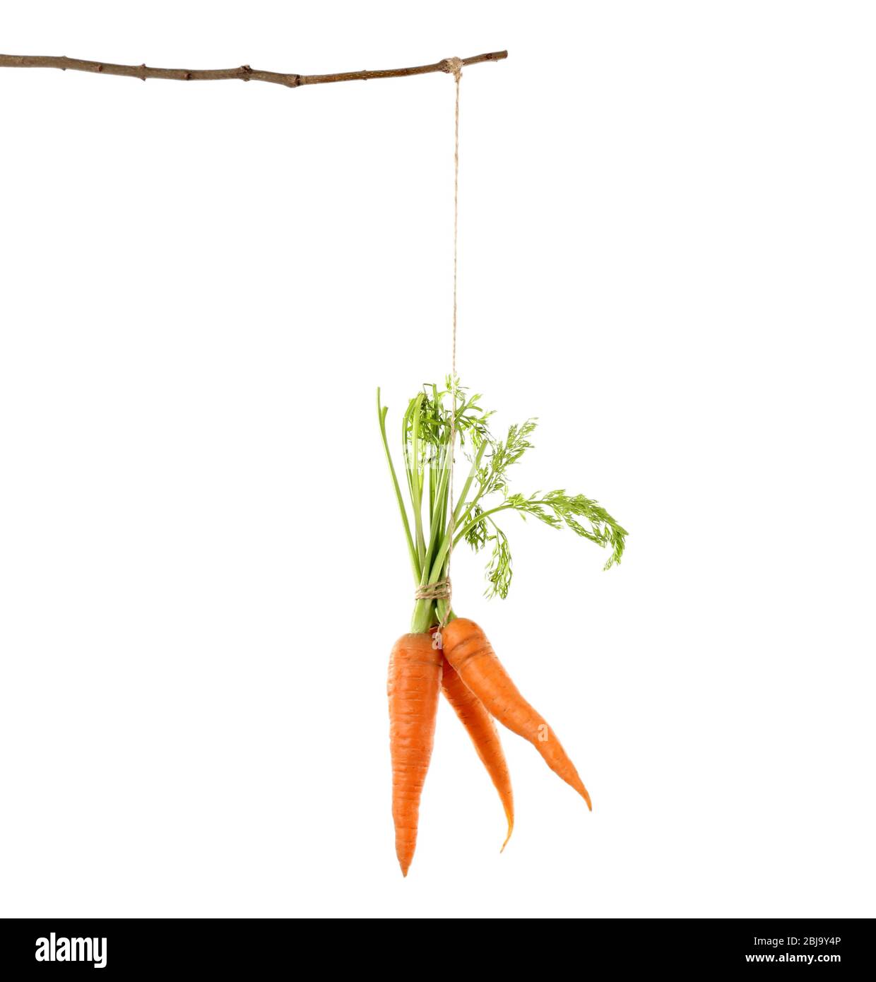 Hanging Carrots Hanging Carrots