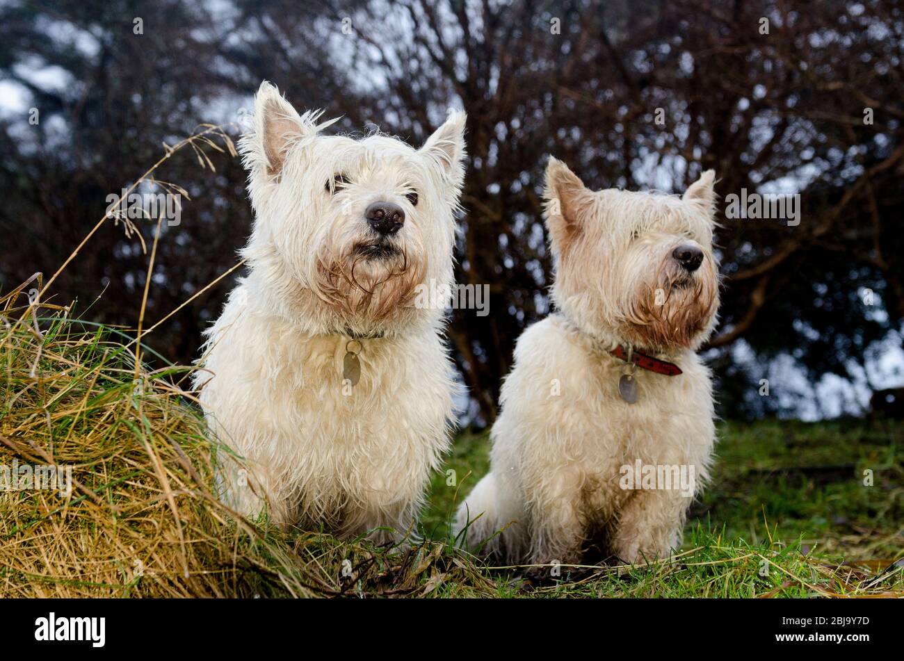 west highland terriers Stock Photo