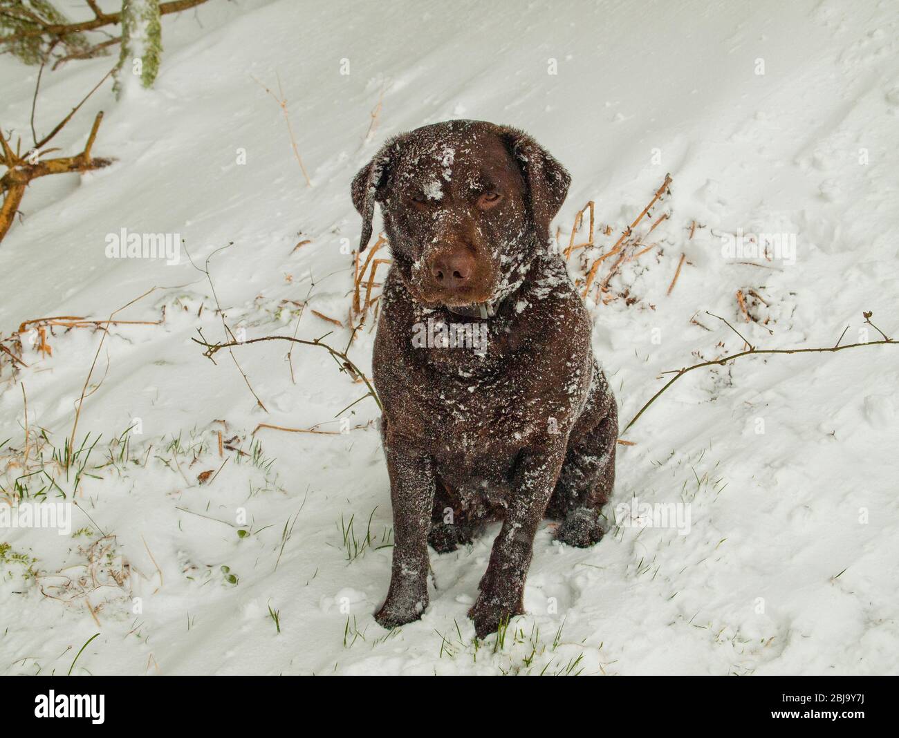 chocolate labrador in snow Stock Photo