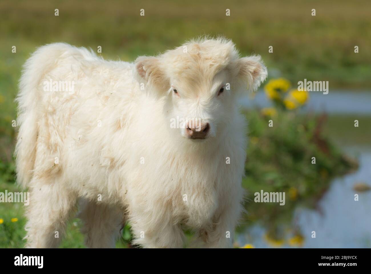 The Scottish Highland cattle breed Stock Photo