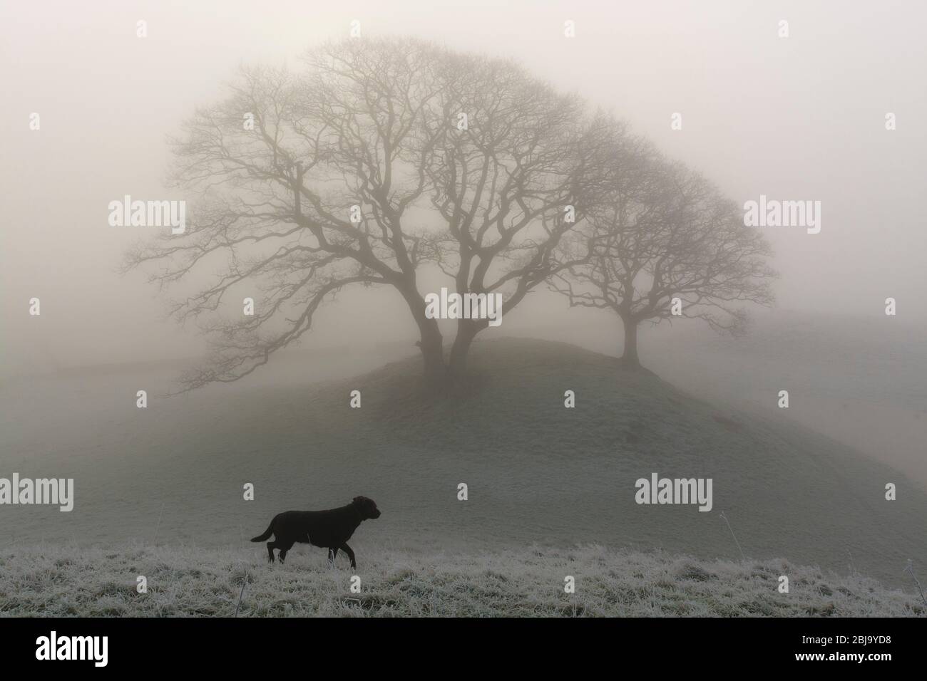 lone black dog and oak trees in mist Stock Photo