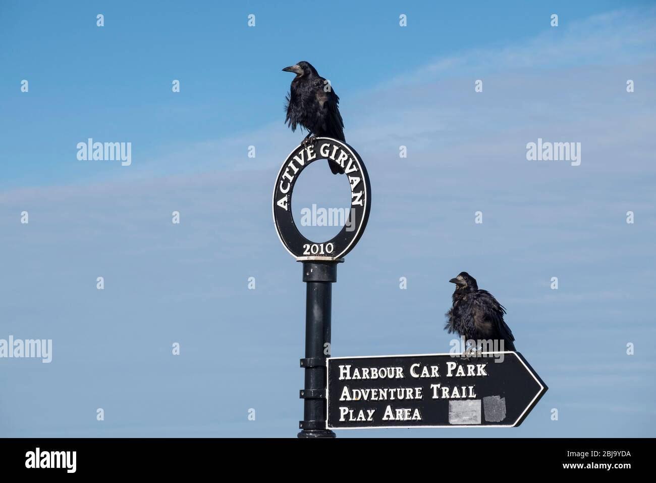 comical sight of crows on girvan signpost Stock Photo