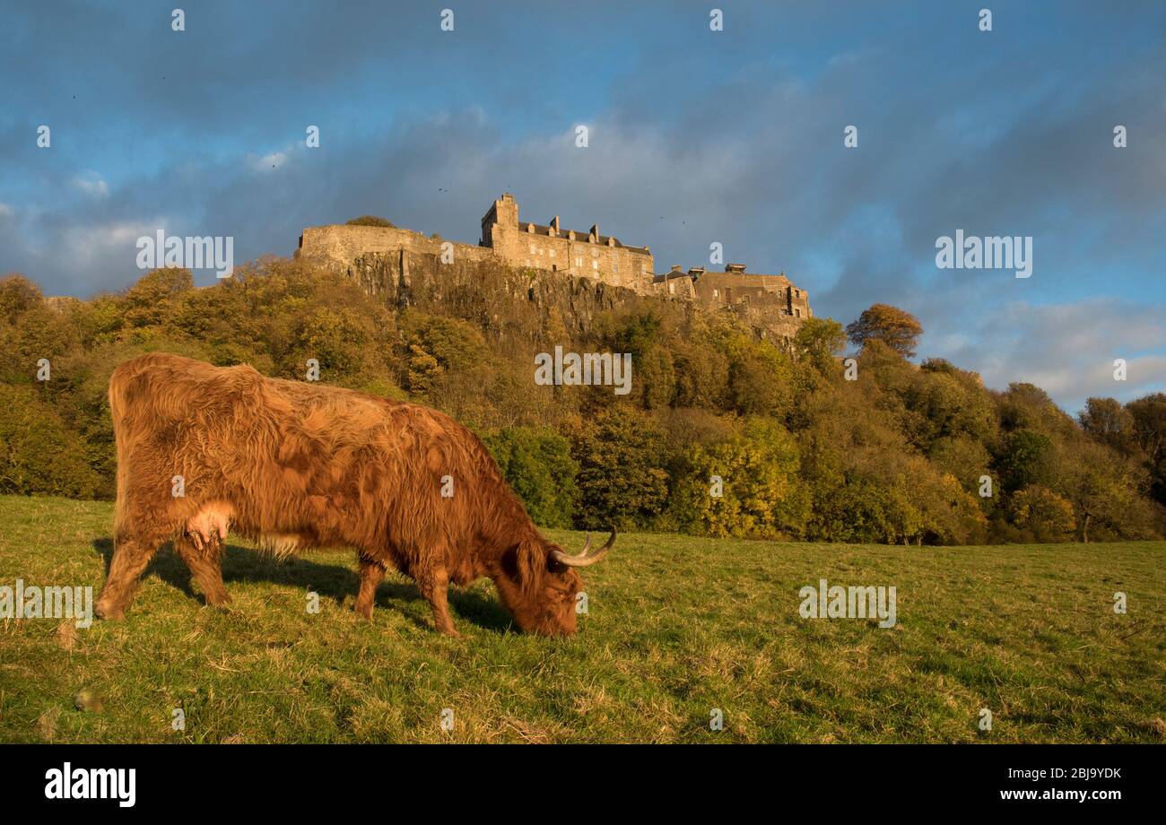 The Scottish Highland cattle breed, at Stirling Castle Stock Photo