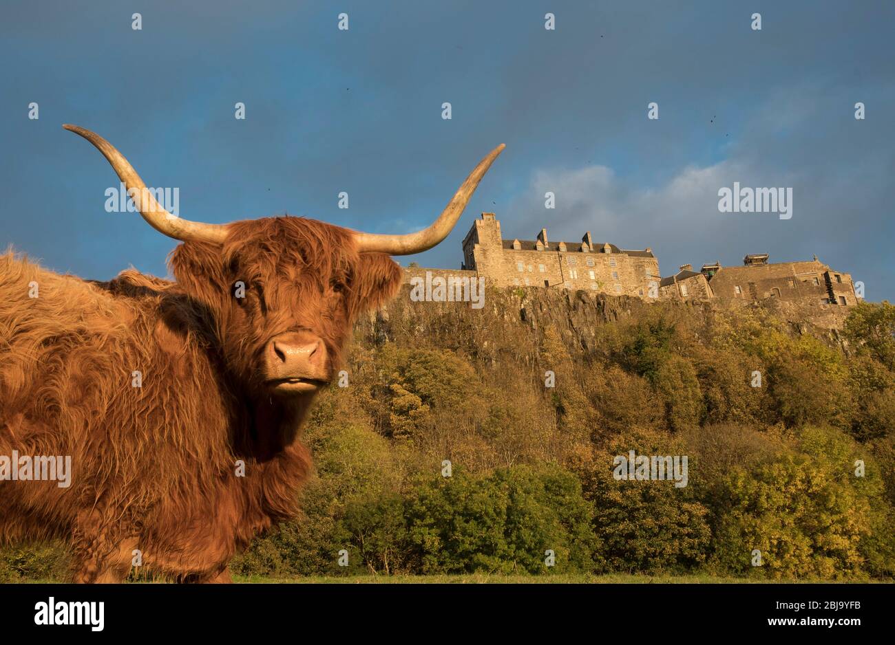 The Scottish Highland cattle breed, at Stirling Castle Stock Photo