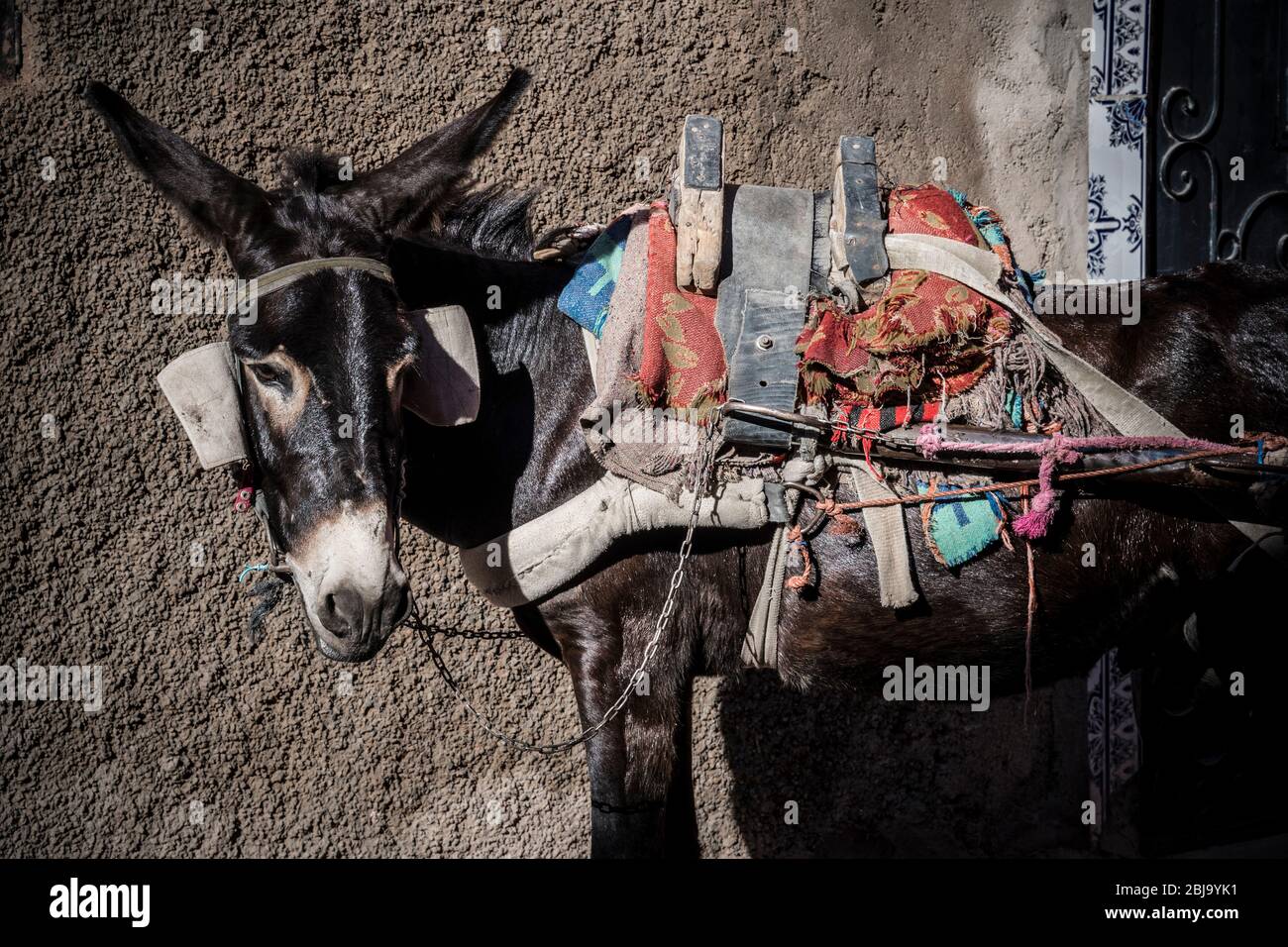 Donkey in harness Stock Photo