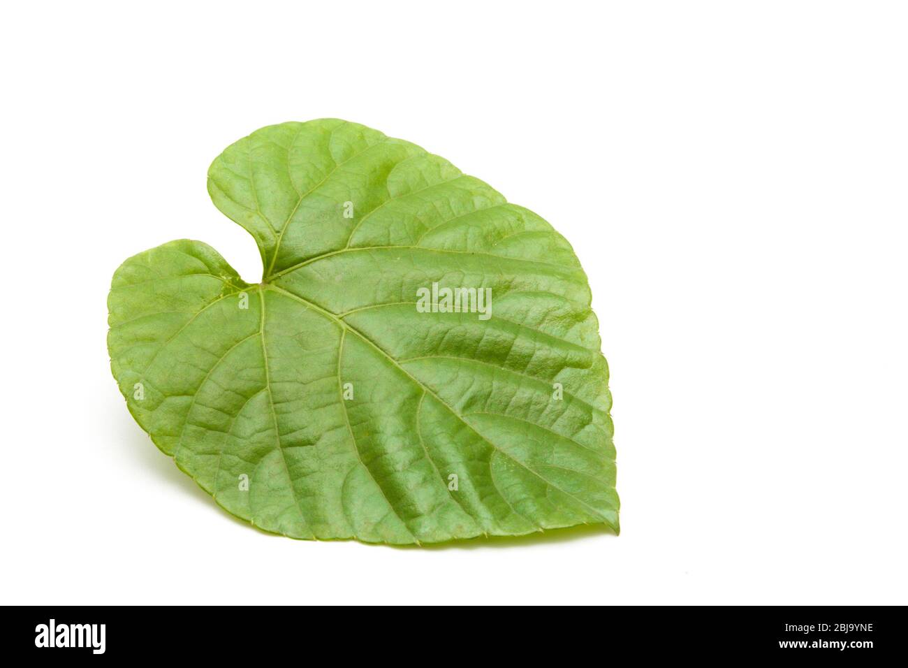 Green leaves shaped heart on white background Stock Photo - Alamy