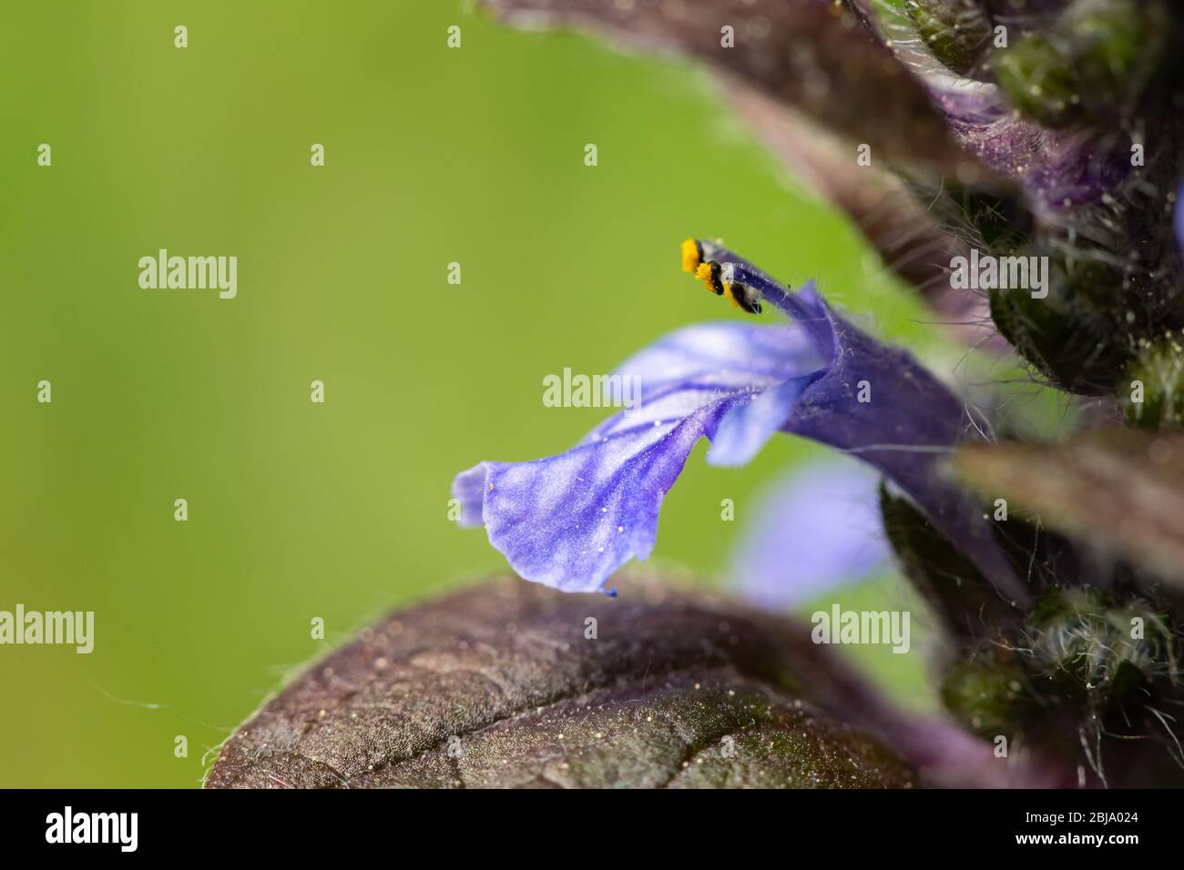 Closeup of the blossom of a bugleweed (Ajuga reptans, Lamiaceae) growing in a garden in Vienna (Austria) Stock Photo
