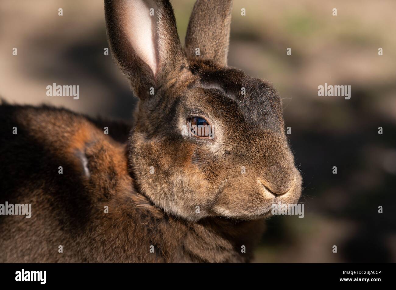 Portrait of a cute small rabbit with long ears in the garden Stock ...