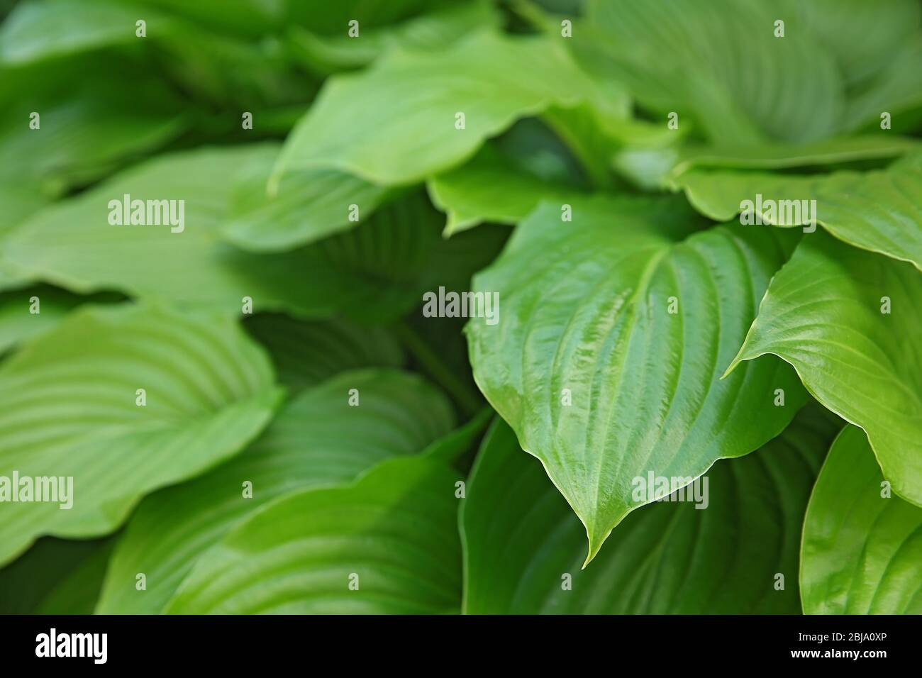 Green Leaves Texture Background Green Leaves Texture Background