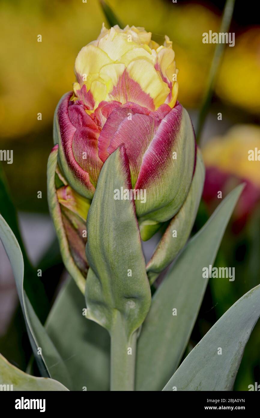 Tulip Ice Cream Banana Stock Photo Alamy