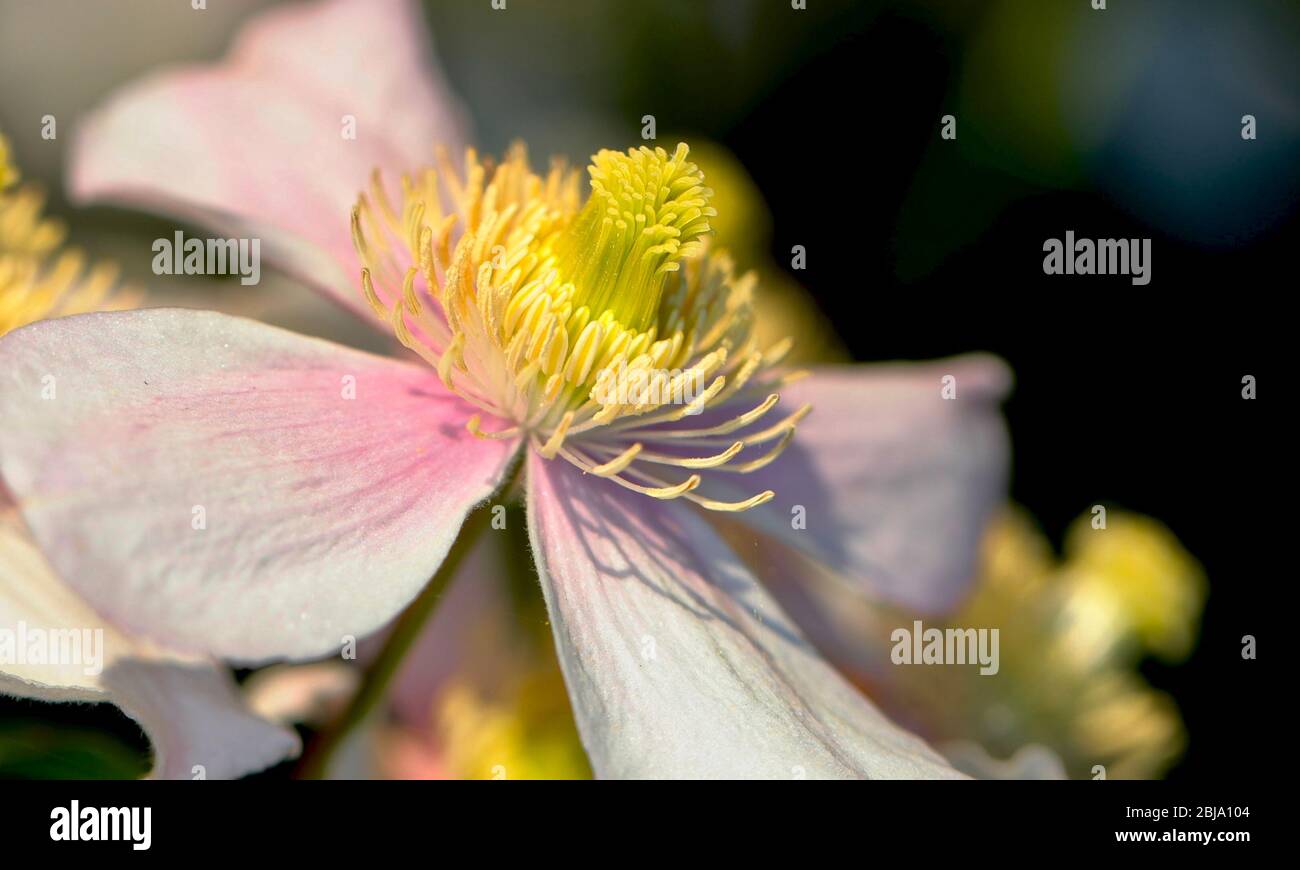 Clematis montana ‘Pink Perfection’ Stock Photo