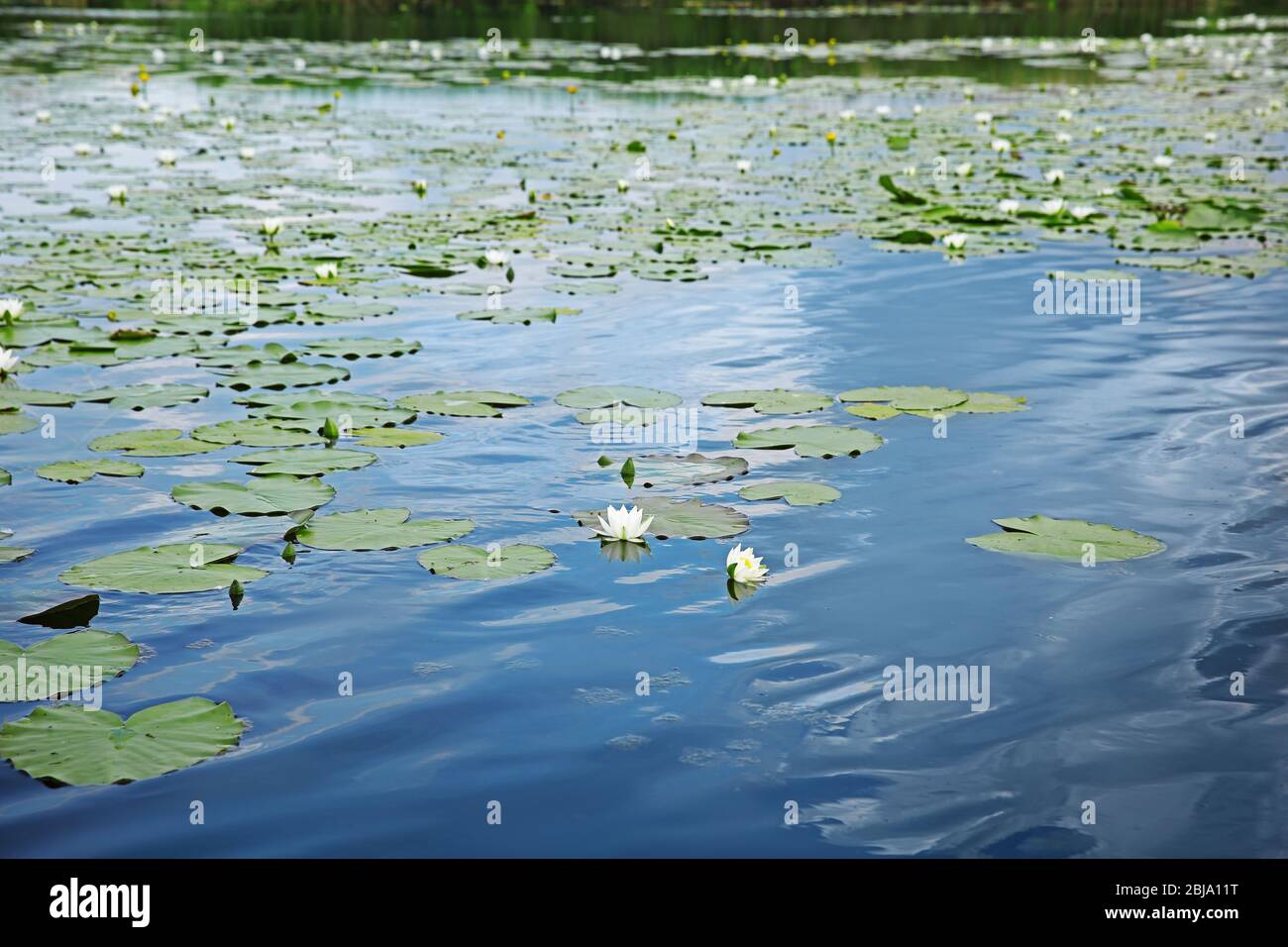 Beautiful river landscape with waterlilies on water Stock Photo - Alamy