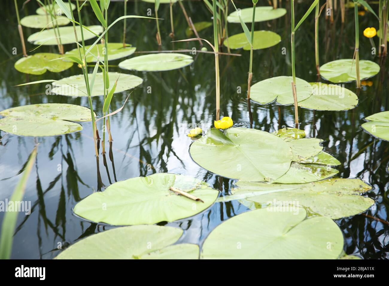 Beautiful river landscape with waterlilies on water Stock Photo - Alamy