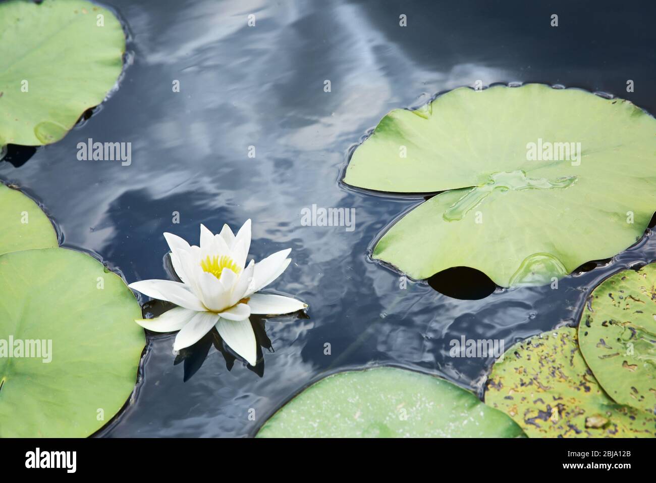 Beautiful river landscape with waterlilies on water Stock Photo - Alamy