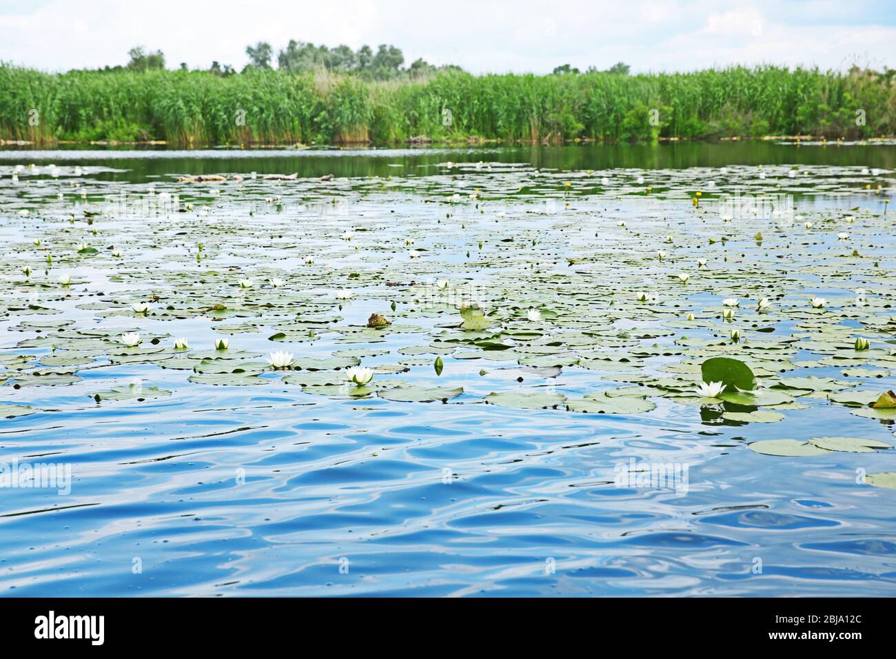 Beautiful river landscape with waterlilies on water Stock Photo - Alamy