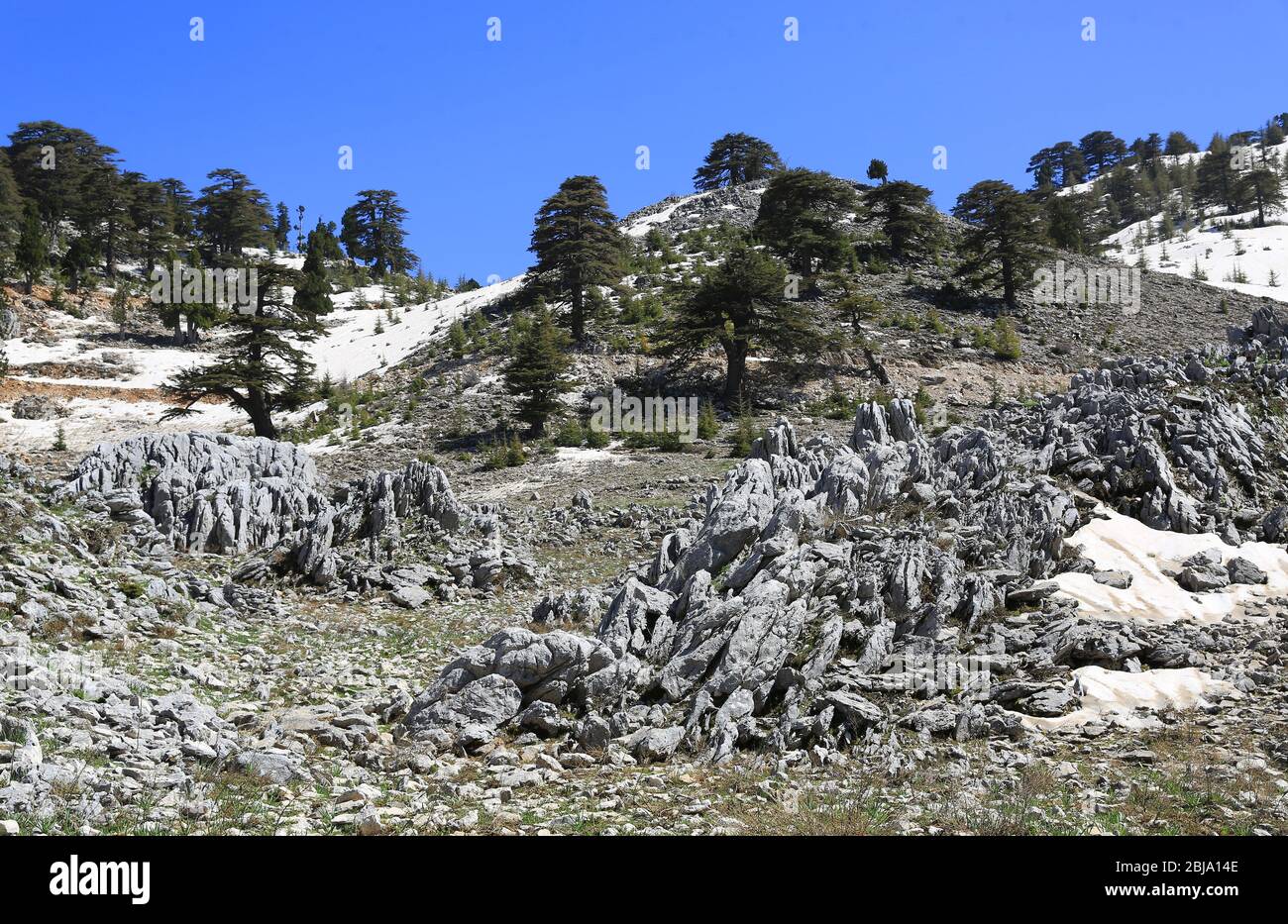 Cedar trees among stones in mountains on blue sky background. Likya Yolu tourist way in Turkey. Stock Photo