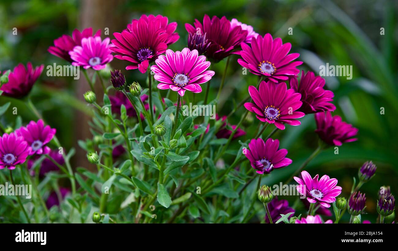 Osteospermum also known as the daisybushes or African daisies Stock