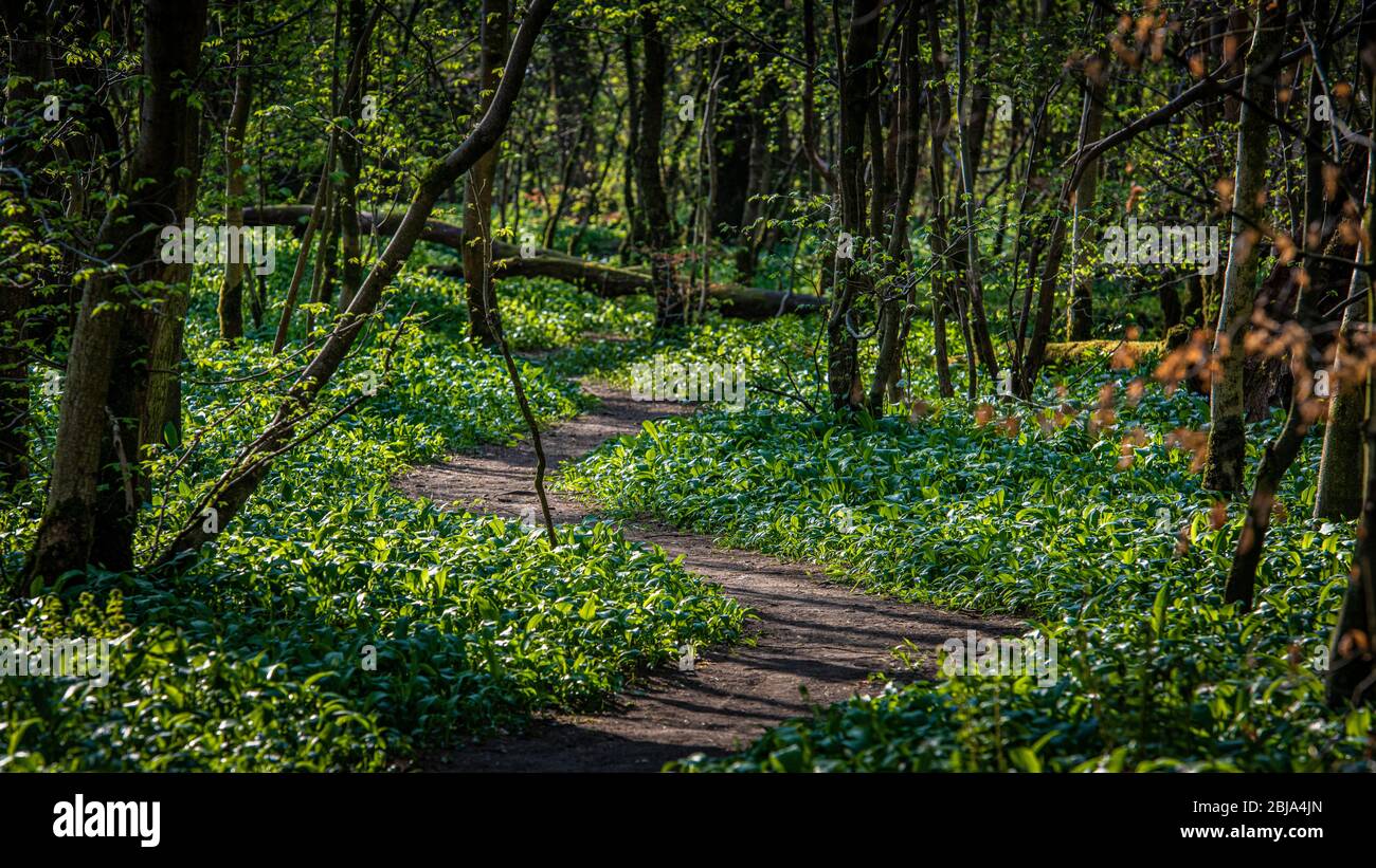 Old woodland hi-res stock photography and images - Alamy