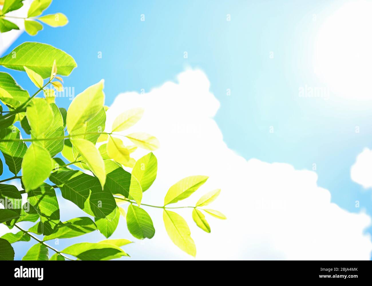 Tree branches with green leaves on sky background Stock Photo - Alamy