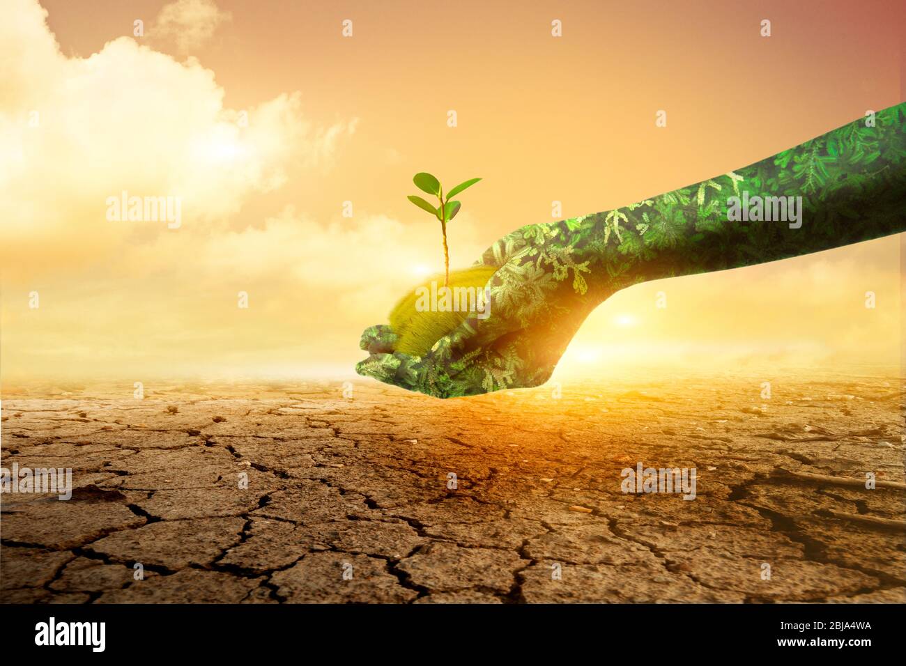 Green hand holding tree growing on broken soil background. Environment Earth Day Hands from nature.Nature's concep Stock Photo
