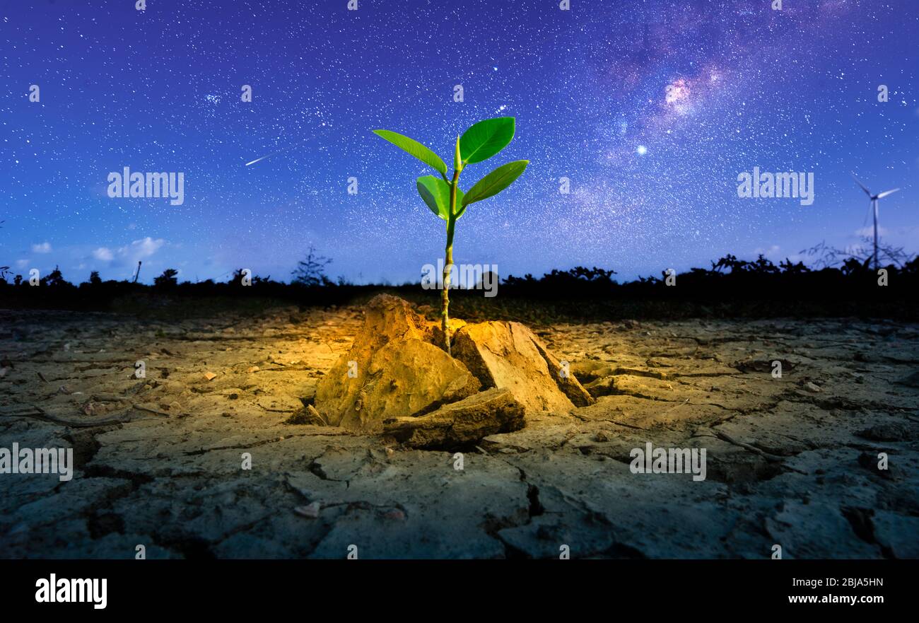 Brown drought dry land soil or cracked ground texture and green tree with from agriculture barren on star and blue sunset sky background, Global warmi Stock Photo