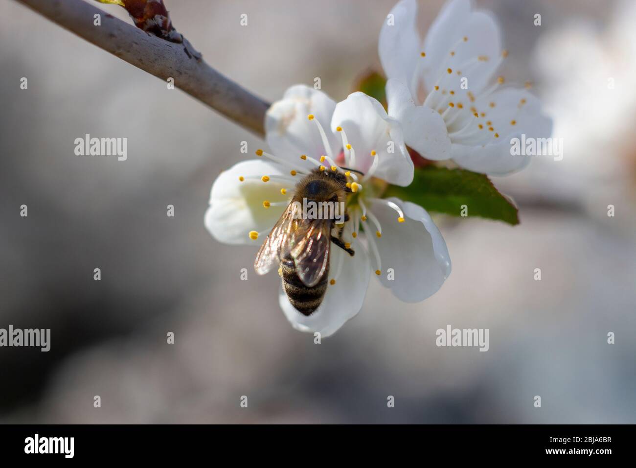 A bee against a background of blue sky and in the sun rays that flies to the fruit tree to collect honey. Stock Photo