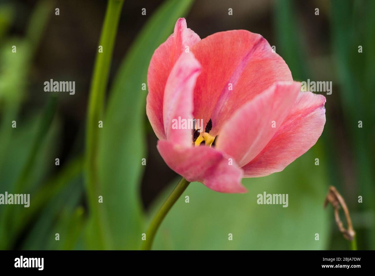 A deep pink Tulip. Stock Photo