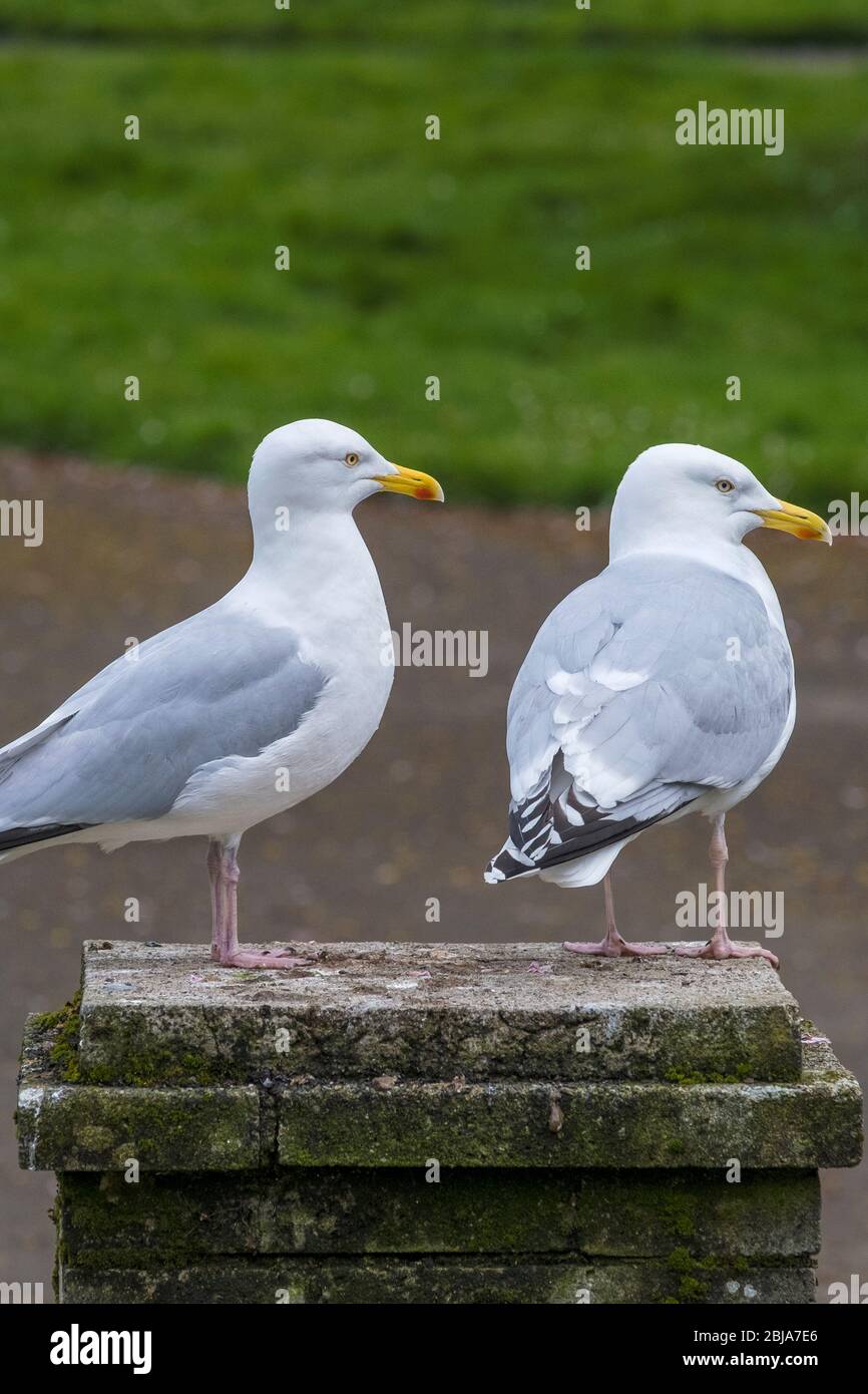 European Herring Gulls.  Larus argentatus. Stock Photo