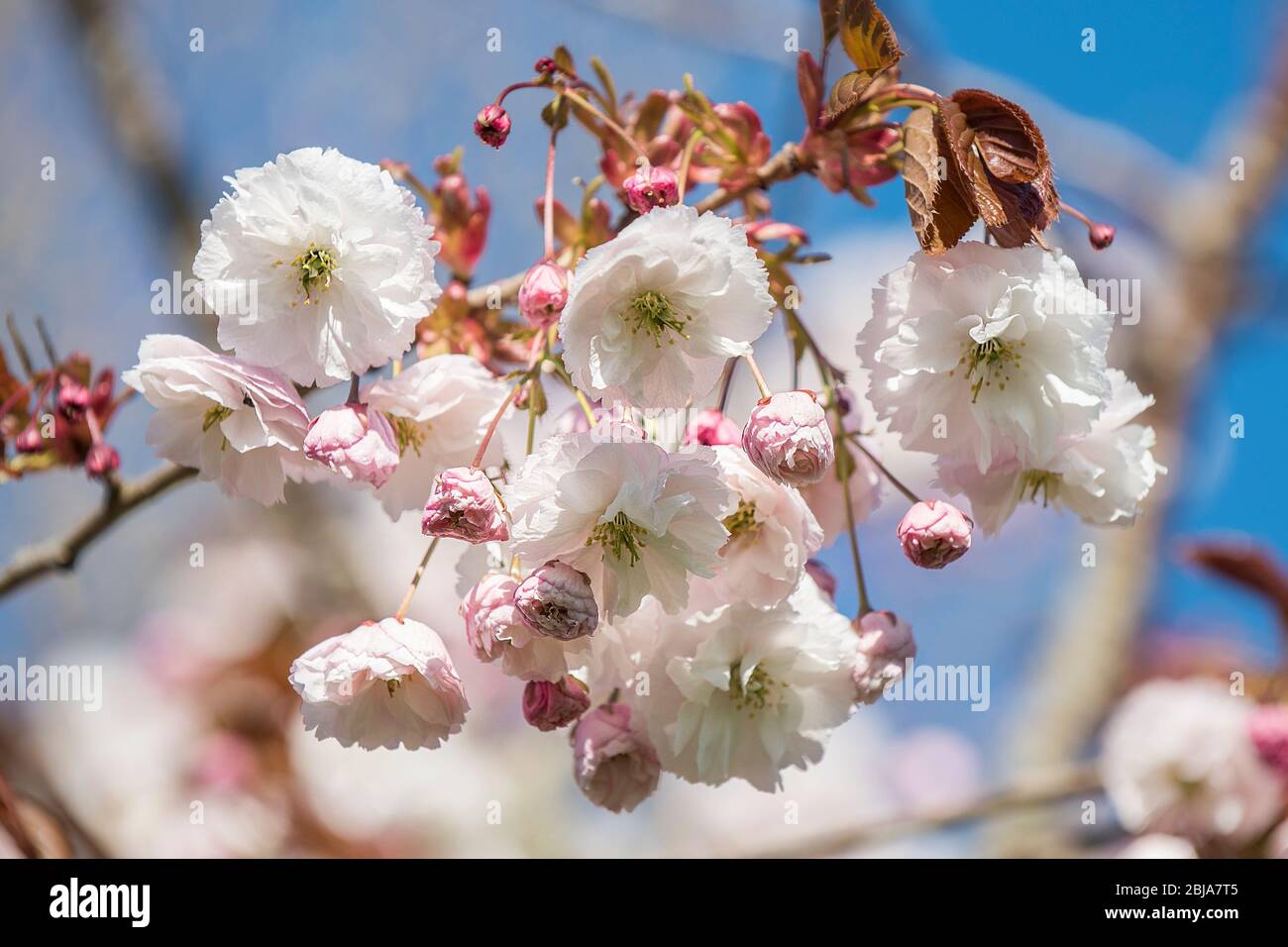 Ornamental Cherry Tree blossom. Stock Photo