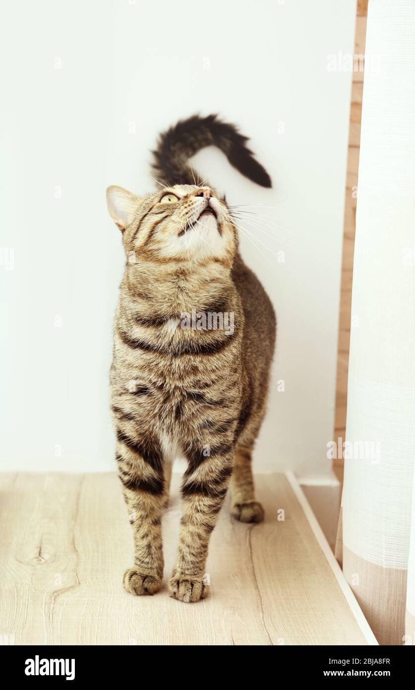 Curious tabby cat on window sill Stock Photo - Alamy