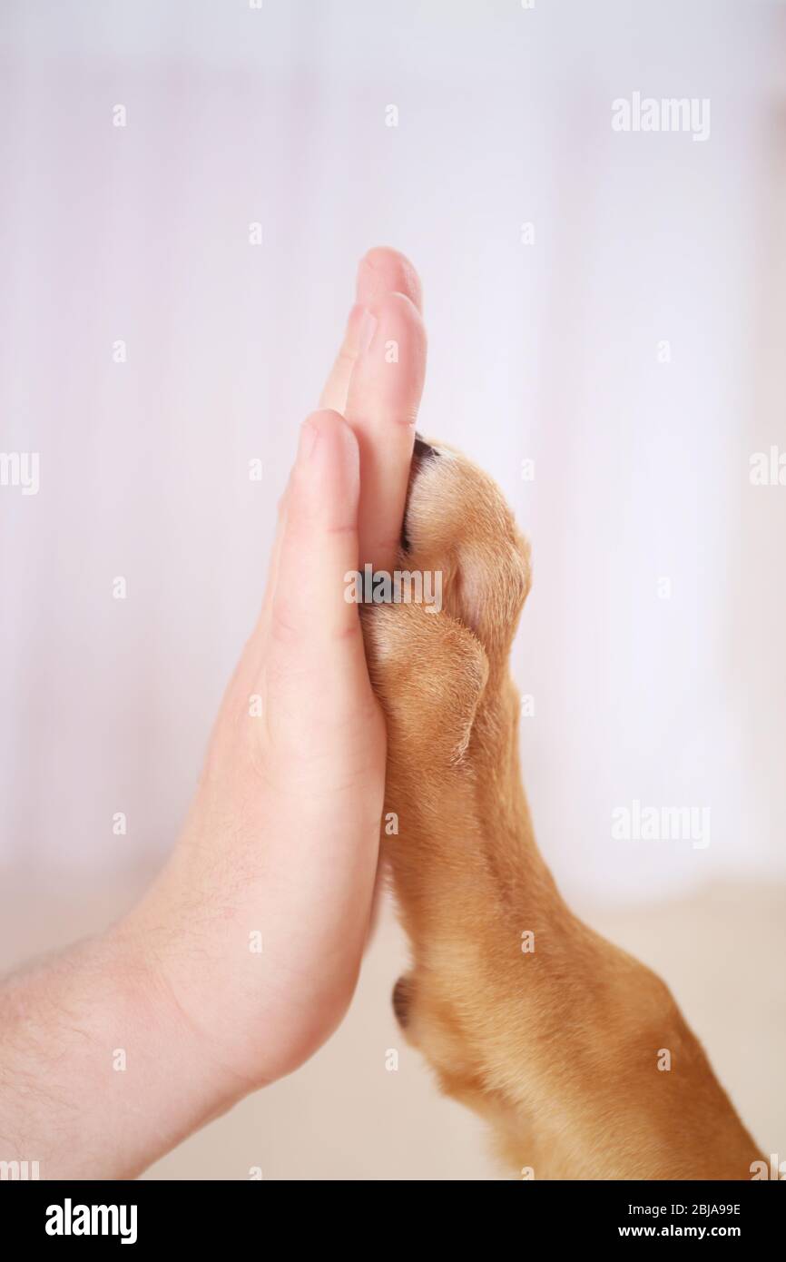 Dog paw and human hand Stock Photo Alamy