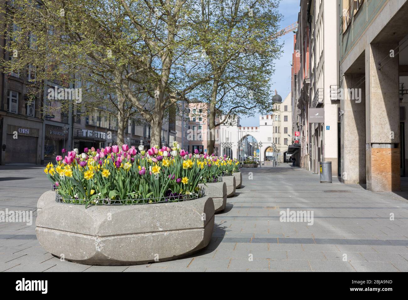 Big flowerpots with tulips in the city center of Munich (Neuhauser Straße). Empty pedestrian zone due to Coronavirus restrictions (lockdown). Stock Photo