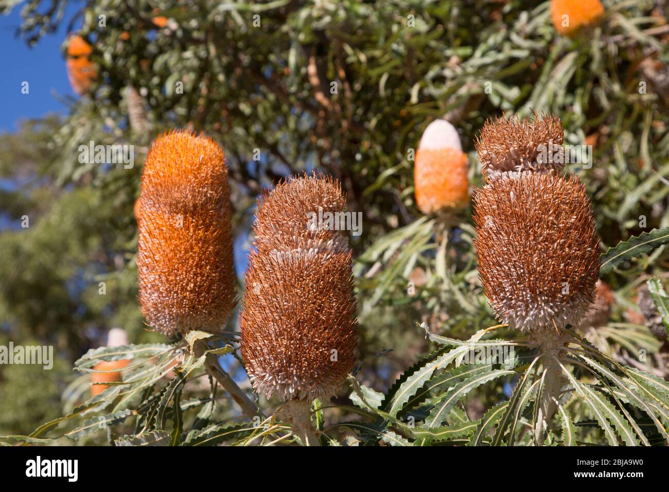 A Banksia Tree blooming with beautiful flowers. Stock Photo