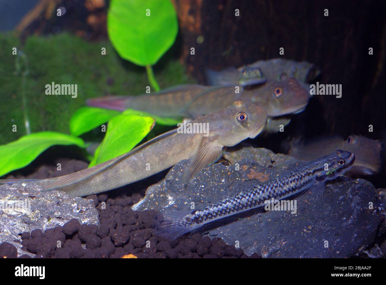 freshwater goby for sale