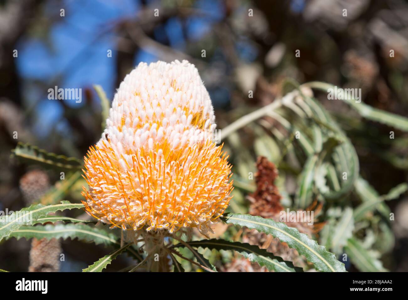 A single Banksia Wildflower, native to Western Australia. Stock Photo