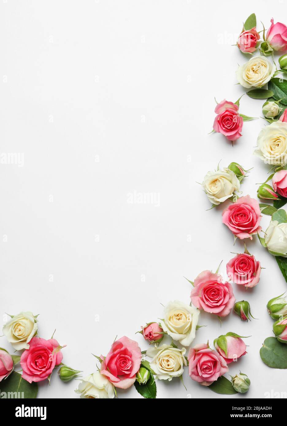 Assorted roses heads on white background Stock Photo - Alamy