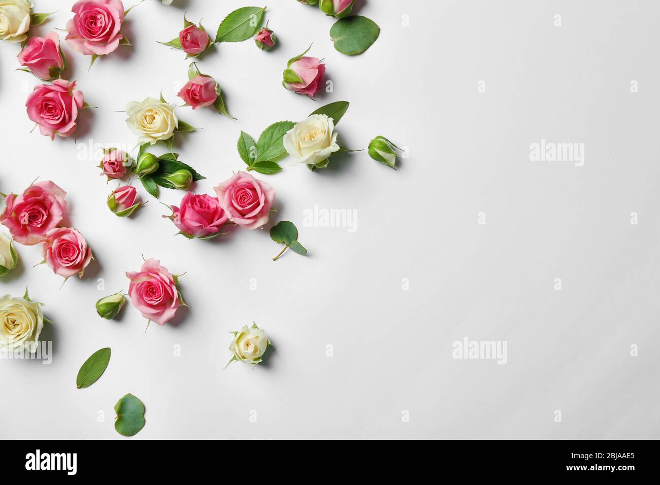 Assorted roses heads on white background Stock Photo - Alamy
