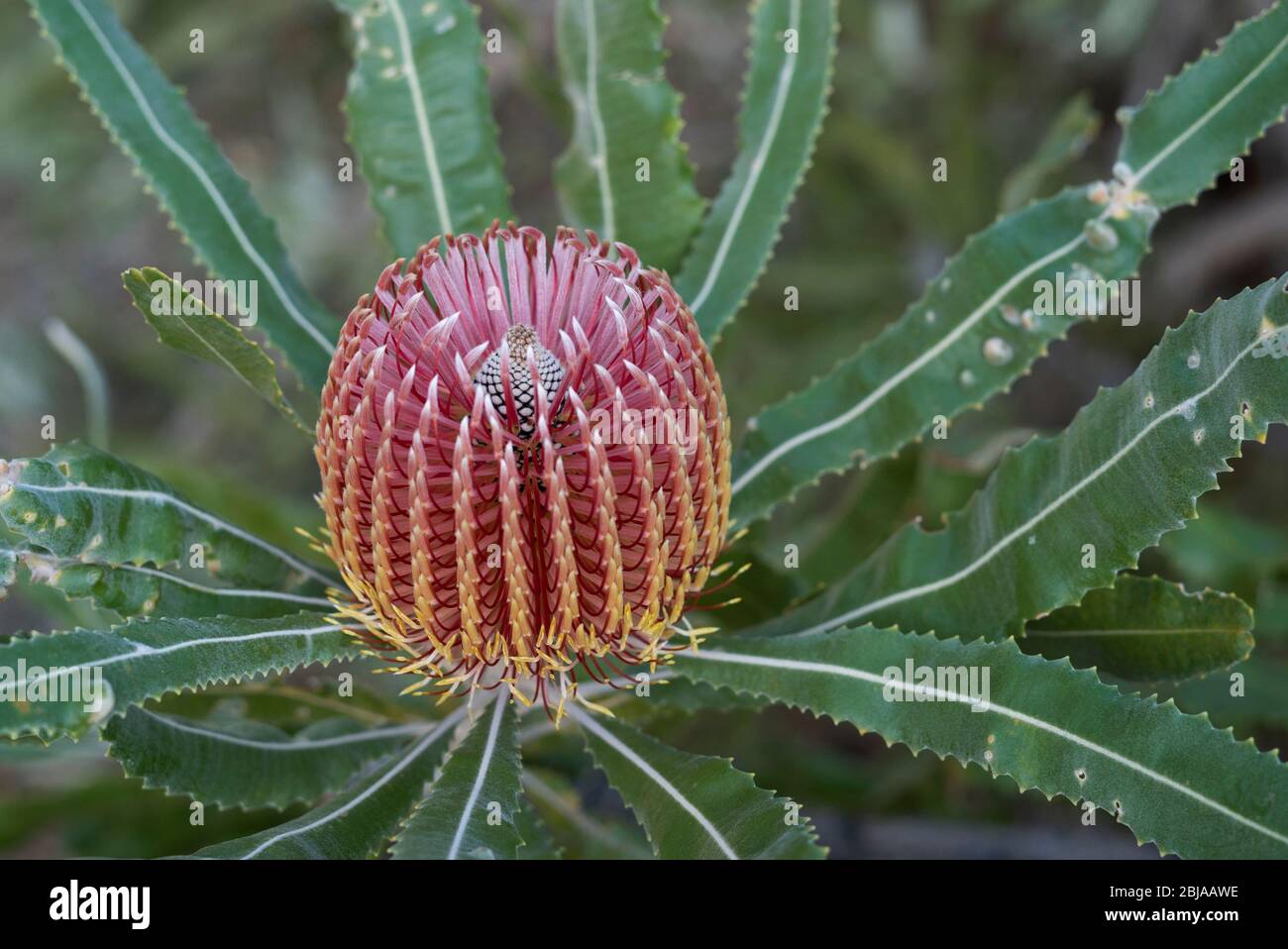 A beautiful Banksia flower native to Western Australia. Stock Photo