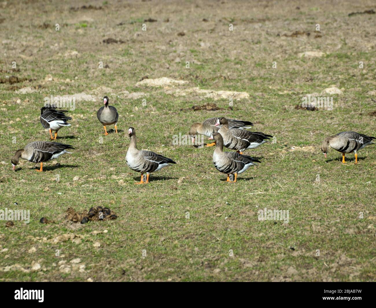 Agricultural field as place of stop-overs, geese make long stops in process of migration to replenish energy resources, spring migrations of birds, Bu Stock Photo