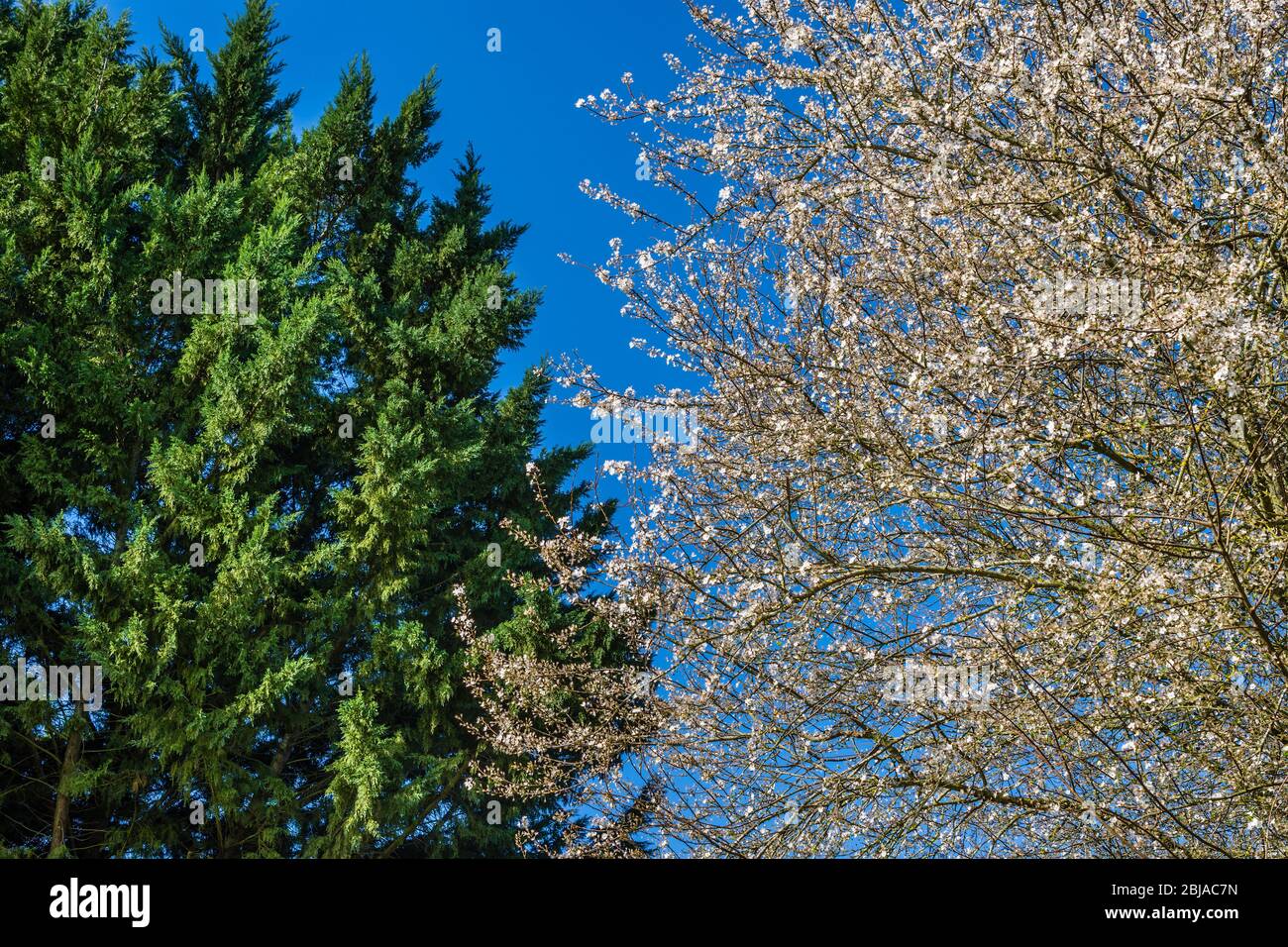 Mirabelle Plum (Prunus domestica) tree in full blossom. Stock Photo