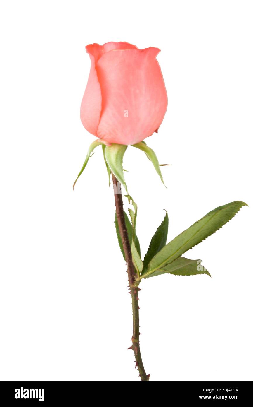 Pink rose isolated on white background Stock Photo - Alamy
