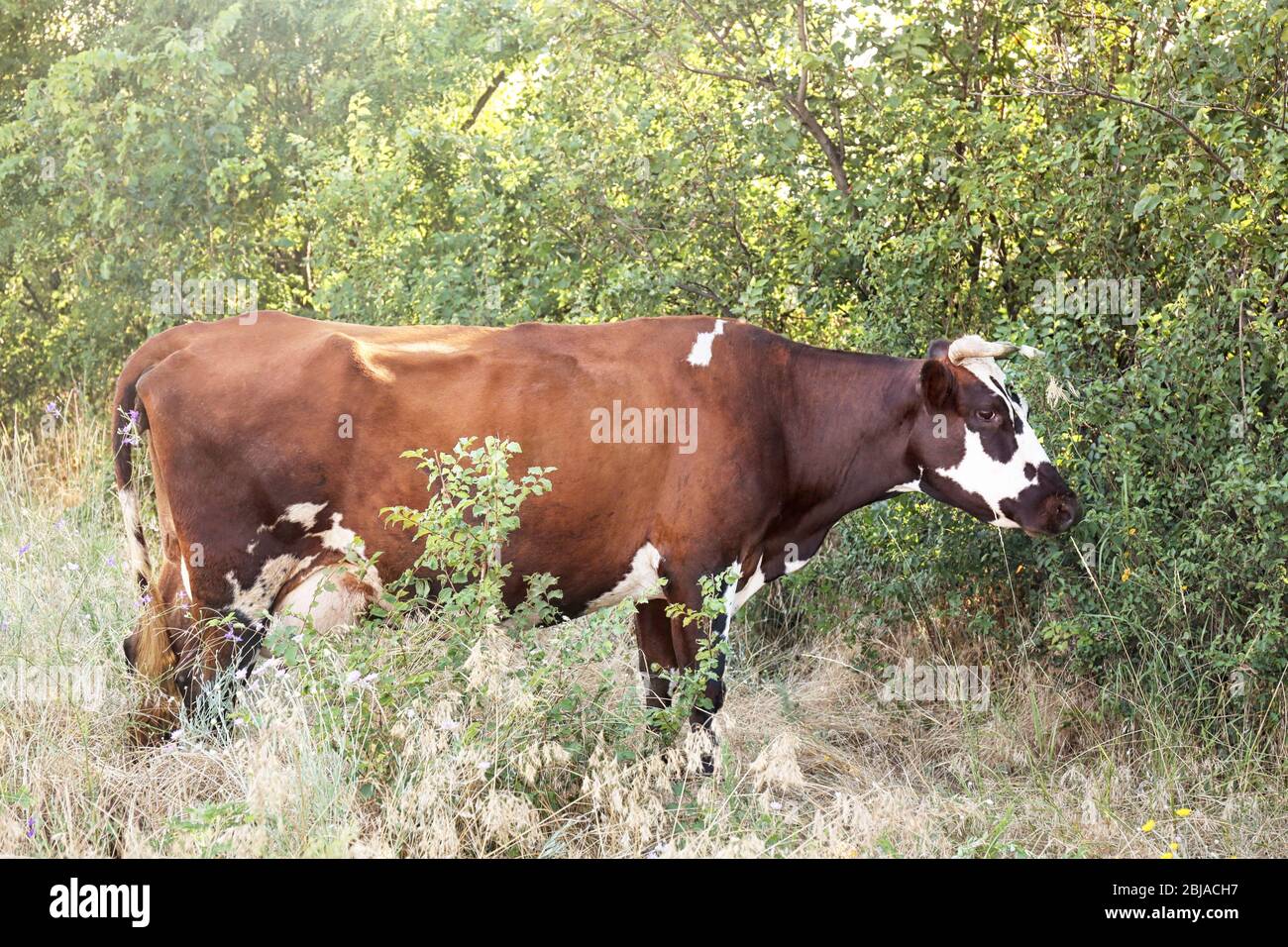 Brindled cow hi-res stock photography and images - Alamy
