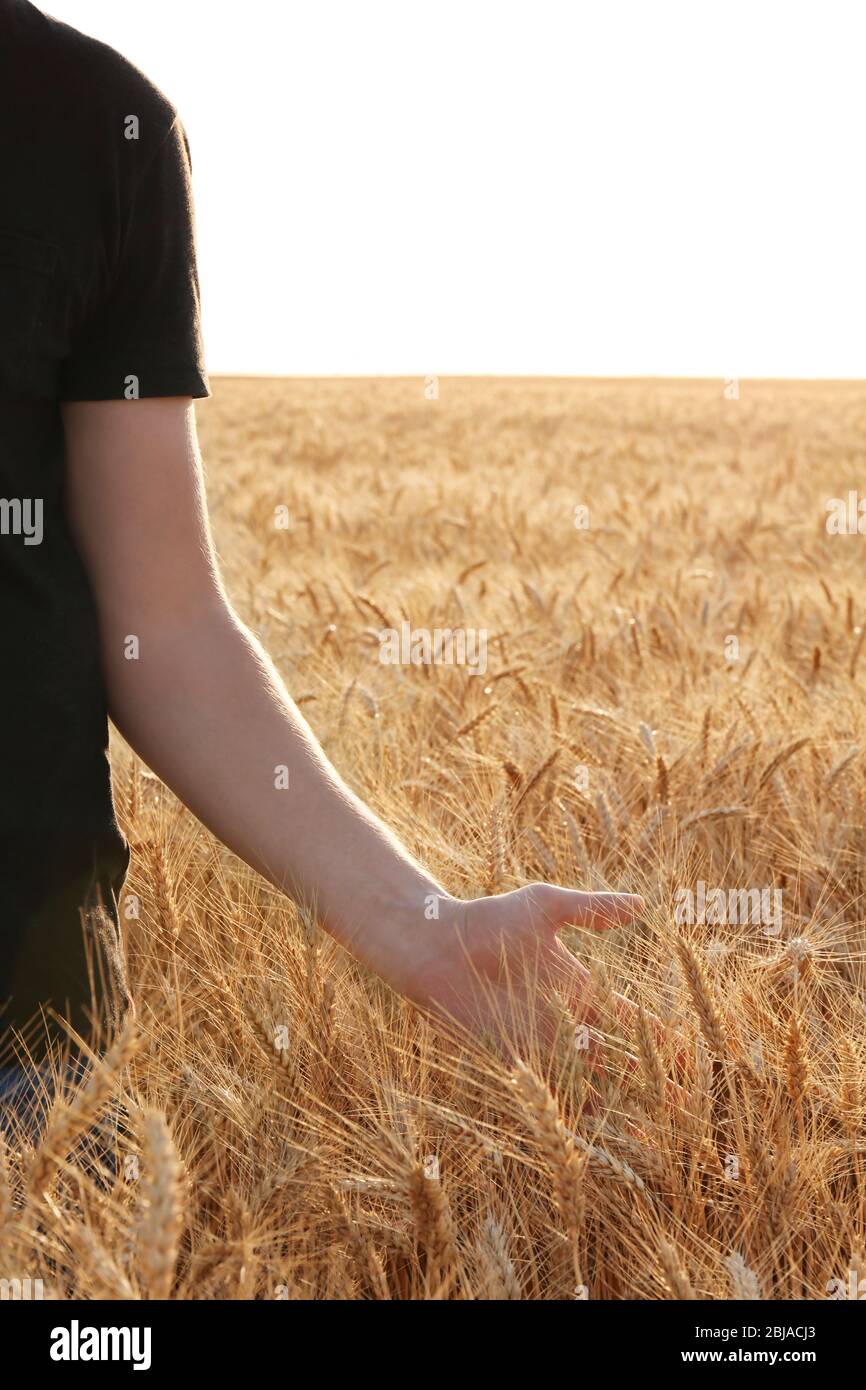 Man touching wheat on a field Stock Photo - Alamy