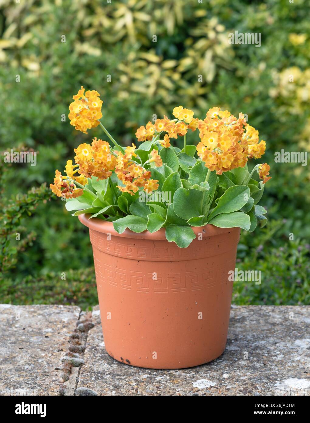 Large orange flowered Primula Auricula in a pot Stock Photo